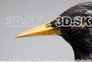 Starling-Sturnus vulgaris 0016